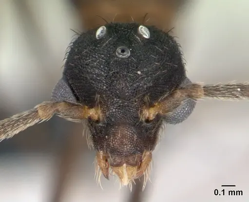 Strumigenys dicomas - CASENT0135118