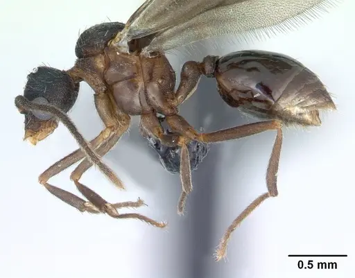 Strumigenys dicomas - CASENT0135118