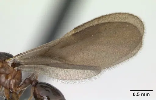 Strumigenys dicomas - CASENT0135118