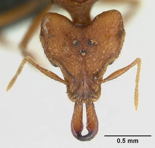 Strumigenys dicomas - CASENT0137196