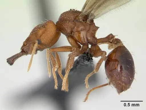 Strumigenys dicomas - CASENT0137196