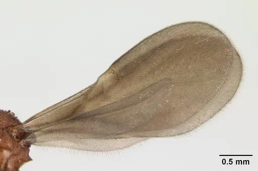 Strumigenys dicomas - CASENT0137196