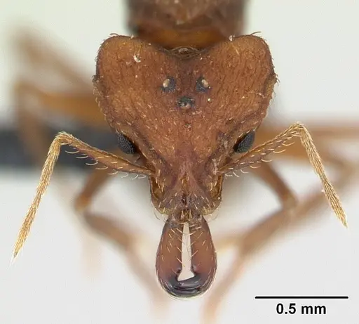 Strumigenys dicomas - CASENT0137544