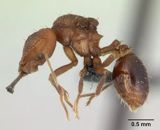 Strumigenys dicomas - CASENT0137544