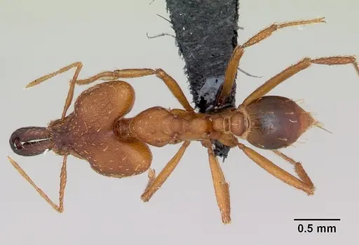 Strumigenys dicomas - CASENT0499800