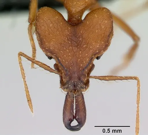 Strumigenys dicomas - CASENT0499800