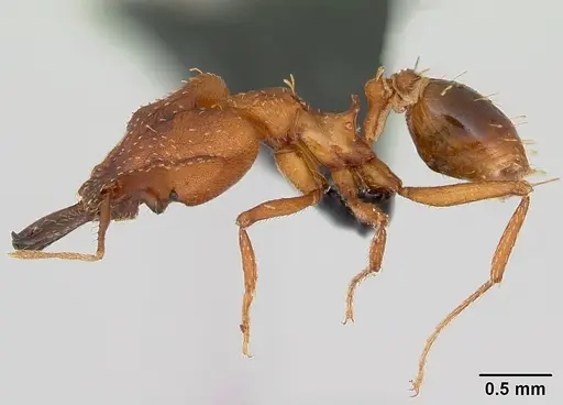 Strumigenys dicomas - CASENT0499800