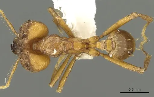 Strumigenys dicomas - CASENT0900701