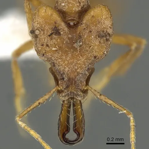 Strumigenys dicomas - CASENT0900701