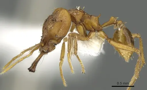 Strumigenys dicomas - CASENT0900701