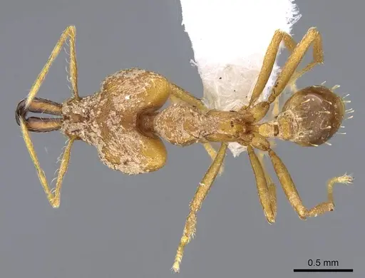 Strumigenys dicomas - CASENT0914764