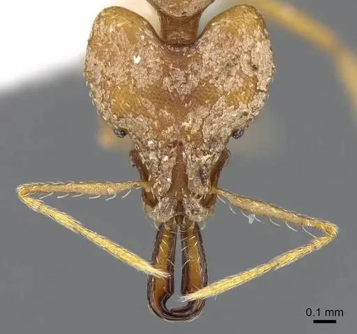 Strumigenys dicomas - CASENT0914764