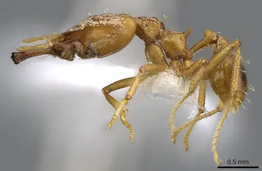 Strumigenys dicomas - CASENT0914764