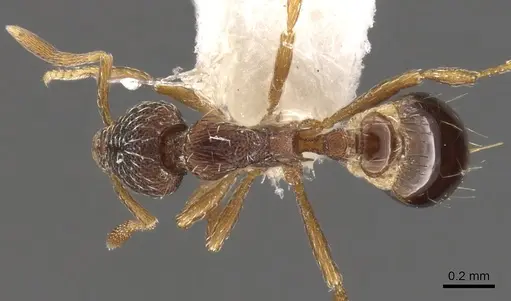 Strumigenys dictynna specimen