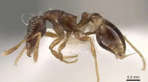 Strumigenys dictynna specimen