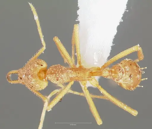 Strumigenys diota specimen