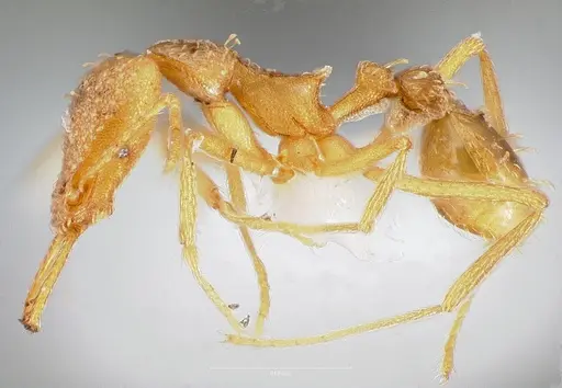 Strumigenys diota specimen