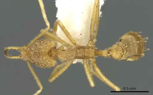 Strumigenys diota - CASENT0900718