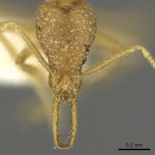 Strumigenys diota - CASENT0900718