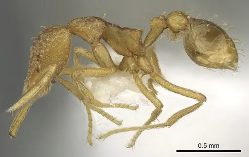 Strumigenys diota - CASENT0900718