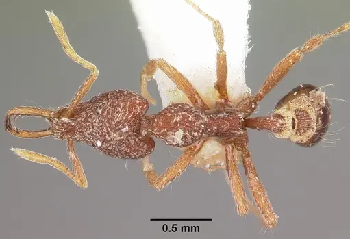 Strumigenys dipsas specimen