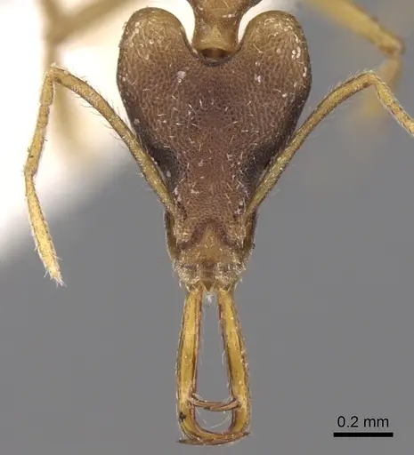 Strumigenys disarmata specimen