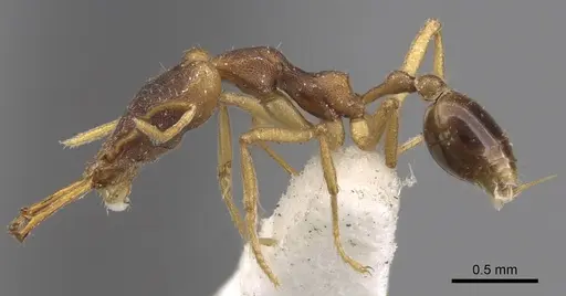 Strumigenys disarmata specimen