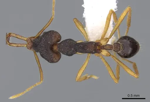 Strumigenys disarmata - CASENT0914789