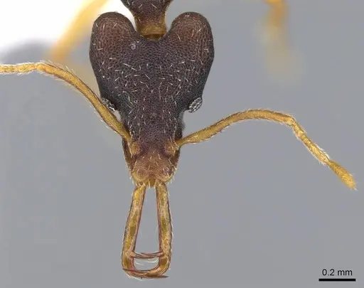 Strumigenys disarmata - CASENT0914789