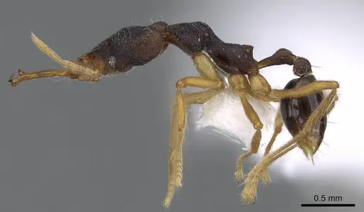 Strumigenys disarmata - CASENT0914789