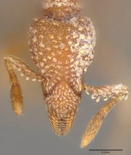 Strumigenys disjuncta specimen