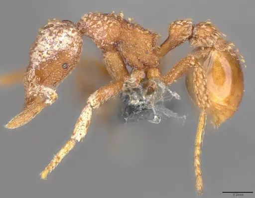 Strumigenys disjuncta specimen