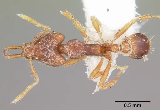 Strumigenys disturba specimen