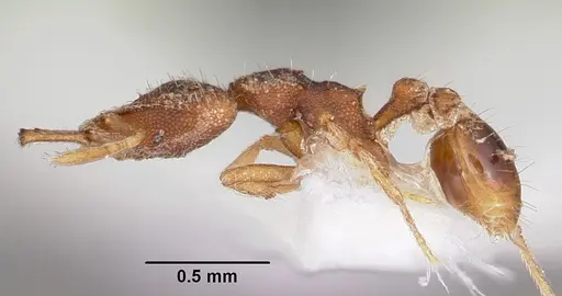 Strumigenys disturba specimen