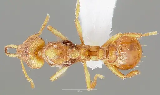 Strumigenys diux specimen