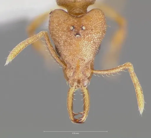 Strumigenys diux specimen