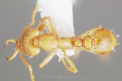 Strumigenys diux - CASENT0005546