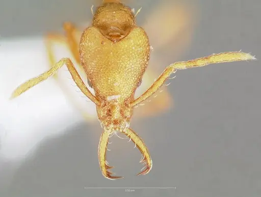 Strumigenys diux - CASENT0005546