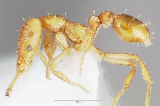 Strumigenys diux - CASENT0005546