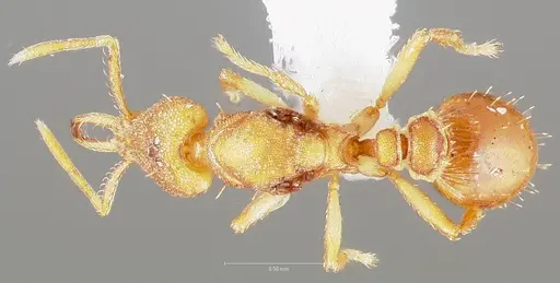 Strumigenys diux - CASENT0005547