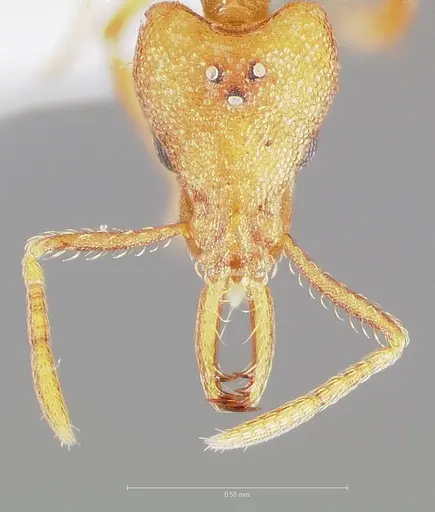 Strumigenys diux - CASENT0005547