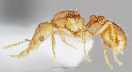 Strumigenys diux - CASENT0005547