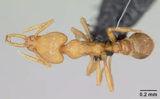 Strumigenys diux - CASENT0481184