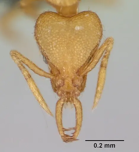 Strumigenys diux - CASENT0481184