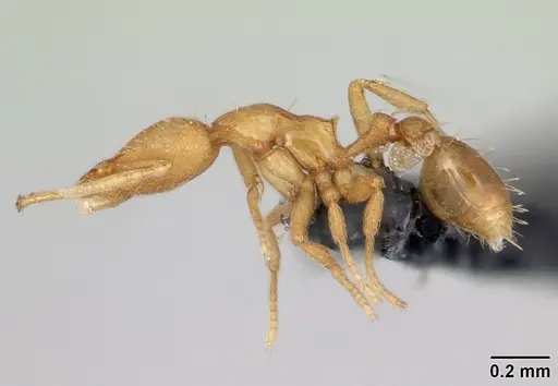 Strumigenys diux - CASENT0481184