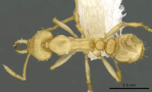 Strumigenys diux - CASENT0900719
