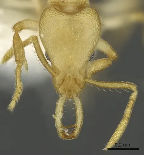 Strumigenys diux - CASENT0900719