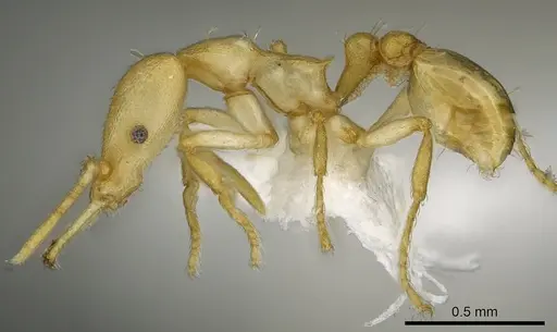 Strumigenys diux - CASENT0900719