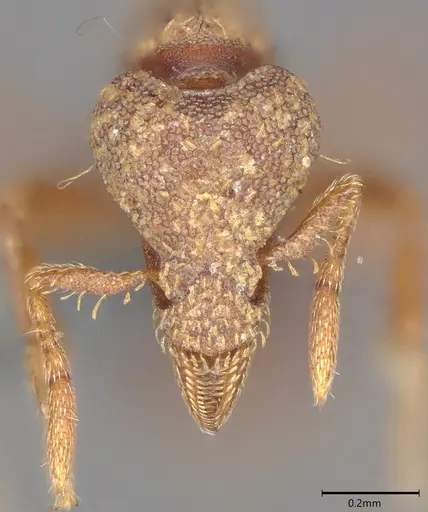 Strumigenys dohertyi specimen