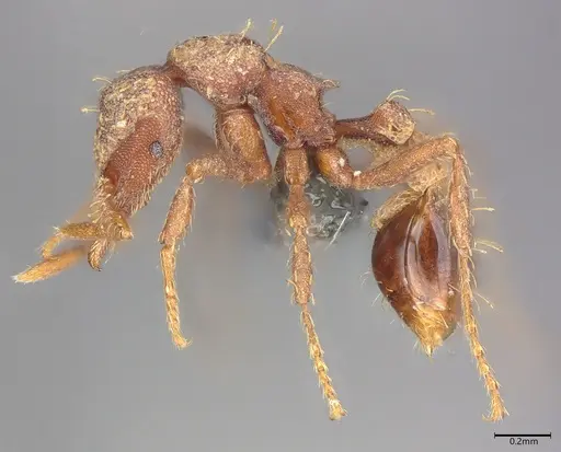 Strumigenys dohertyi specimen